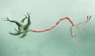 MicroBachelors® Program in Introduction to Neuroscience