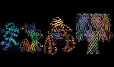 Proteins: Biology's Workforce