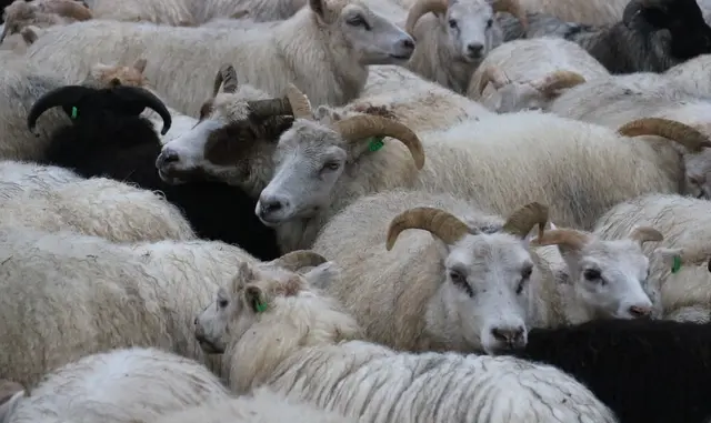 Sheep in the Land of Fire and Ice