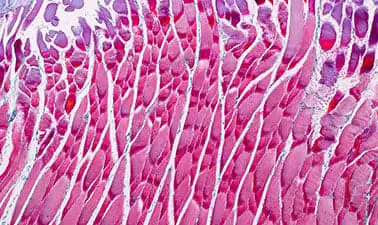 Cell Physiology